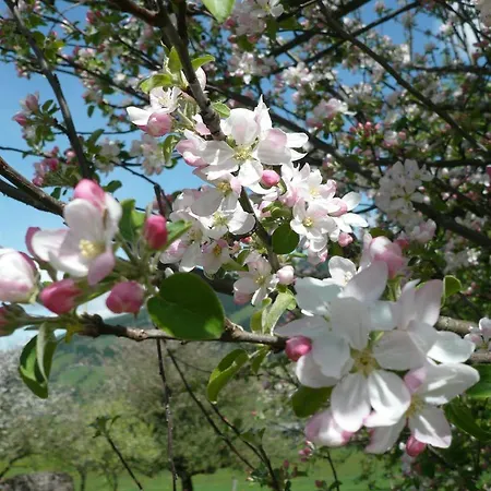 Lejlighed Hacklbauer *