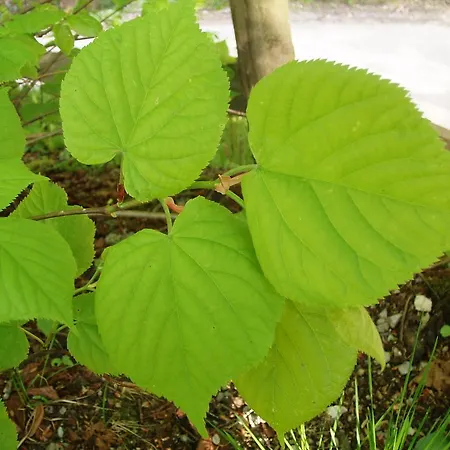 Lejlighed Hacklbauer *