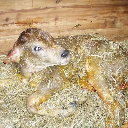 Hacklbauer Lejlighed *