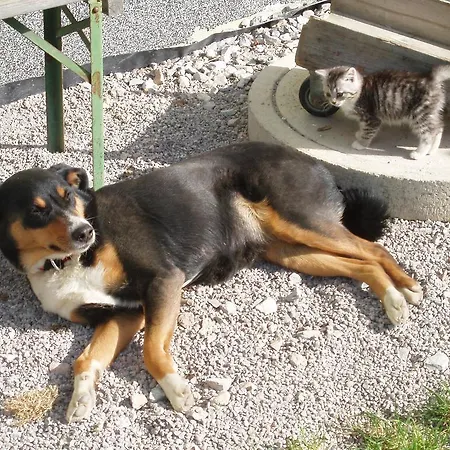 Hacklbauer Lejlighed