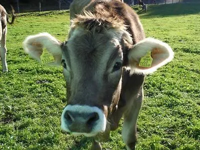 Daire Hacklbauer Altenmarkt im Pongau