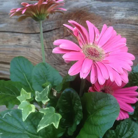 Hacklbauer * Altenmarkt im Pongau