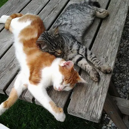 Hacklbauer Daire Altenmarkt im Pongau