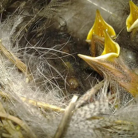 Hacklbauer Lejlighed