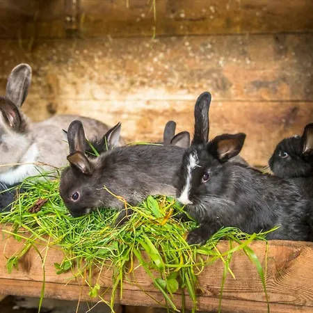 Hacklbauer Altenmarkt im Pongau